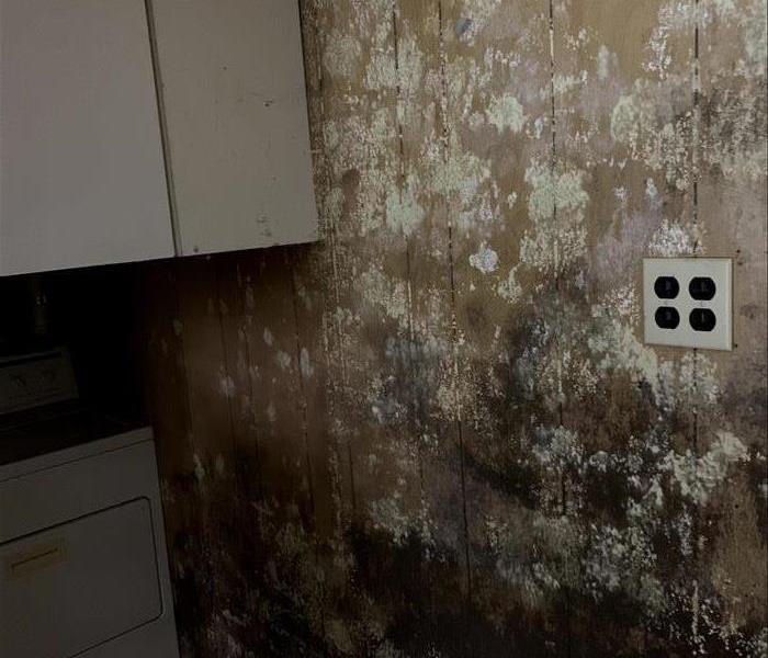 A wood paneling wall is covered in white mold growth from floor to ceiling.