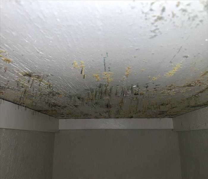 A white ceiling of a pantry is covered in gray and brown mold that is hanging down.