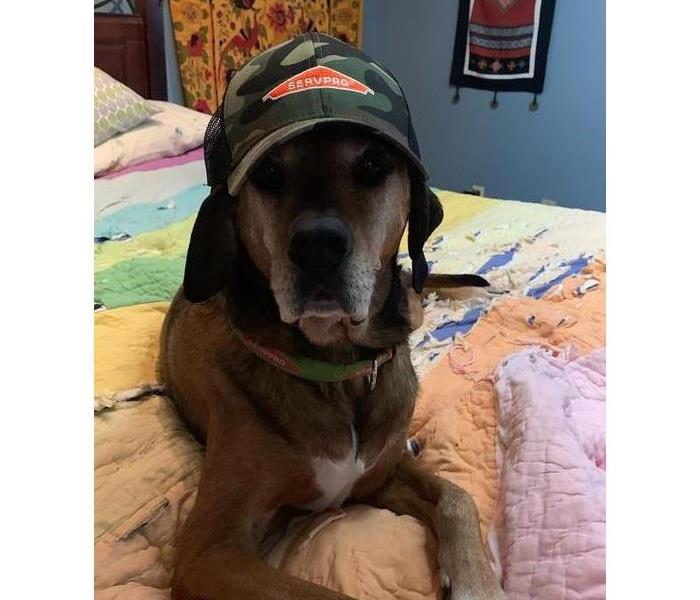 Brown dog with SERVPRO hat and SERVPRO collar on 