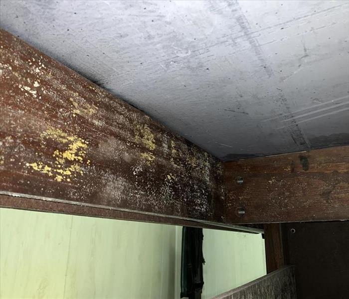 Wood rafters are covered in greenish/whitish mold. 